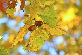 Acorns and yellow leaves in the autumn