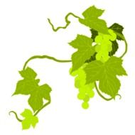 clipart of grape leaves on the vine on a white background