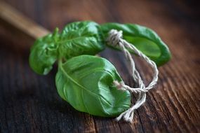 natural product of green Basil Leaves