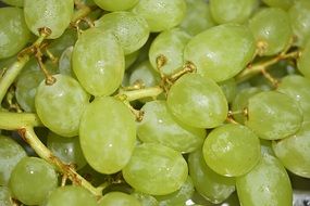 Green grapes in nature