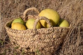 lemon harvest in Basket