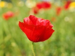scarlet poppy flower