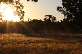 Oak Trees