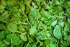 Spinach, fresh green leaves, background