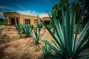 A lot of green agave plants in the Mexico