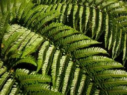 fern leaves close up