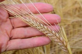 spike of barley with grain in a man's hand