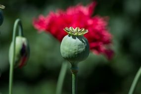 poppy capsule on a background of red flower