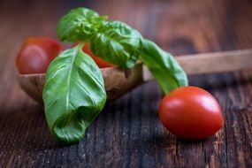 Green Basil Leaf