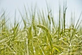 young green spikelets of wheat