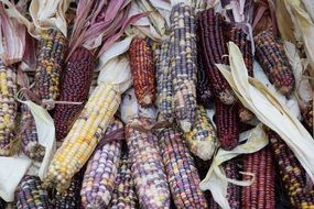 appetizing Corn Colors