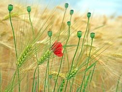 Rain field with the flowers