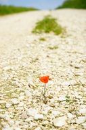 red flower among the road