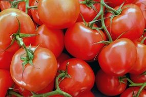 harvest of red tomatoes on the branches close up