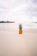 Pineapple on a sand beach with calm water