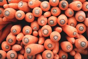 folded organic orange carrots