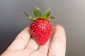 strawberry with a green tail in the hand of man