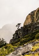 Landscape of tree on the cliff