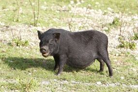 Potbellied Black Pig