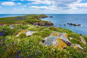 Coast with tall green grass and rocks