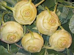Healthy kohlrabi in a garden