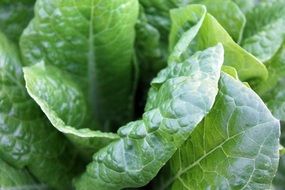 spinach like a green vegetable