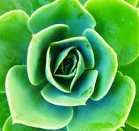 Succulent Green Plant