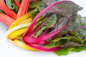 colorful herb stalks