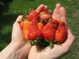 strawberry fruit in man's hands