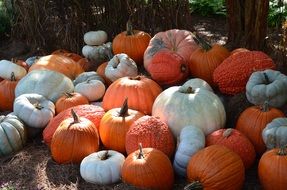 tasty and fresh seasonal Pumpkins