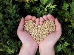 Heart Hands with Grains