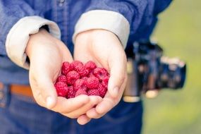 raspberries in the hands of man