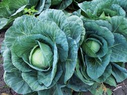 large green cabbage in the garden