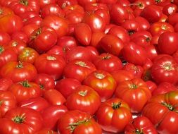 Red fresh tomato vegetables