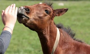 young horse contacting with a man