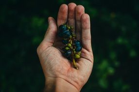 grapes in hand in the twilight