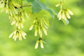 maple seeds on a tree branch