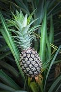 Natural Tropical Pineapple