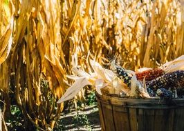Good harvest of corns