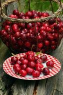 harvest of sweet cherry in summer