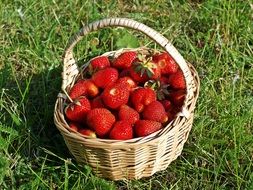 Strawberries Bio