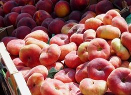 Ripe sweet delicious red vineyard peaches