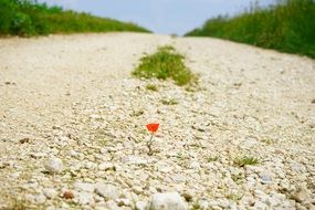 red poppy among the road