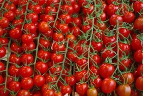 appetizing Tomatoes Plant