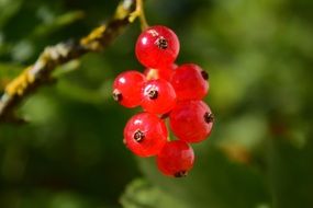 bunch of red currants on a branch