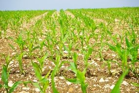 Corn Arable