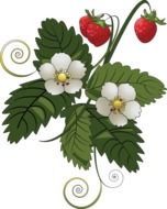 strawberry bush on white background