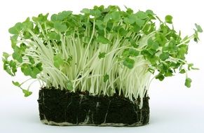 Appetite Blooming Cress