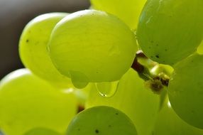 green grapes deliciousFruit