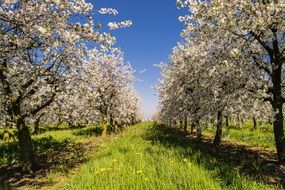 Fruit Plantation
